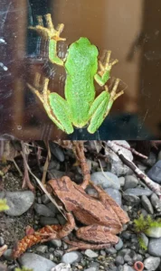 A green and a brown Northern Pacific tree frog