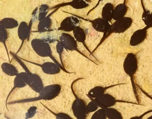 A group of Natterjack toad tadpoles in a shallow pool