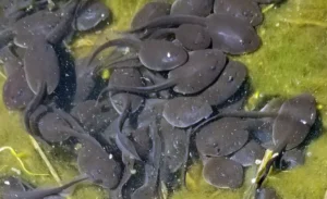 A group of western toad tadpoles in a pond