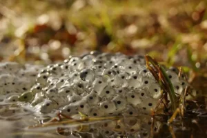 A mass of common frog eggs