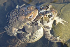 A pair of American toads in amplexus