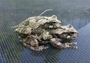 A pair of Gray tree frogs in amplexus