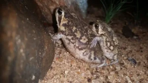 A pair of common rain frogs in amplexus