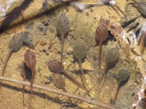 A school of European common frog tadpoles