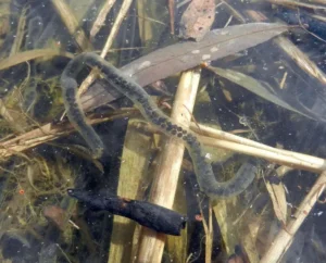 A single common toad egg strand