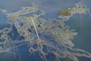 American toad egg strands floating in a pond
