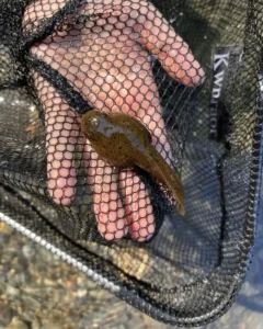 American toad tadpole in a pond