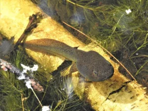 American toad tadpole in a shallow pool