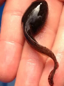 American toad tadpole top view