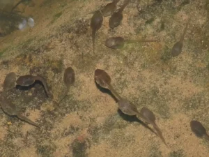 American toad tadpoles above a rock