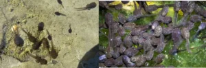 American toad tadpoles vs Wood frog tadpoles
