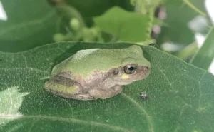 Bird-voiced tree frog