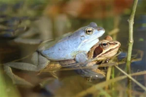 Blue male Moor frog mating with a brown female