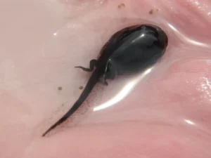 Cane toad tadpole with two hind legs