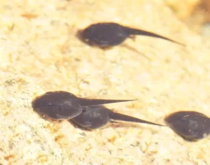 Cane toad tadpoles swimming above a rock