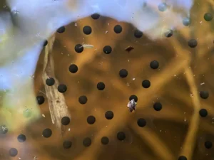 Closeup of American bullfrog eggs