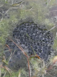 Common frog eggs in a pond with algae