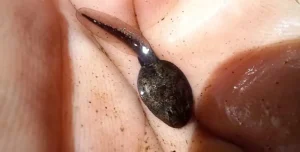 Common toad tadpole side view