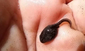 Common toad tadpole top view