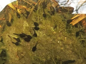 Common toad tadpoles in a shallow pool