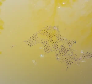 Gray tree frog egg mass floating in a pond