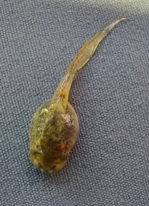 Gray tree frog tadpole top view