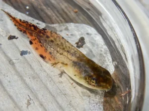 Gray tree frog tadpole with red tail in shallow water