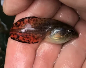 Gray tree frog tadpole with red tail out of water