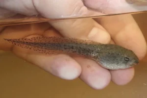 Green frog tadpole side view