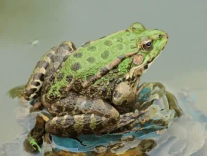 Marsh frog on a rock in a pond