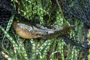 Marsh frog tadpole on a fishing net