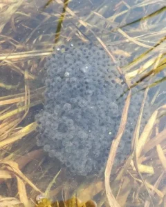 Northern leopard frog egg mass attached to grass in a shallow pool