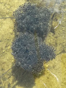 Northern leopard frog egg mass in shallow water