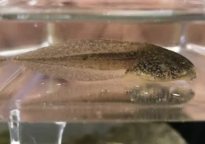 Northern red-legged frog tadpole side view