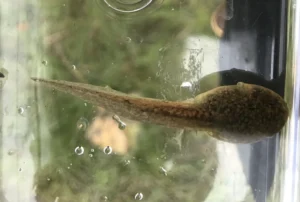 Northern red-legged tadpole top view