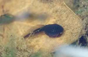 One western toad tadpole