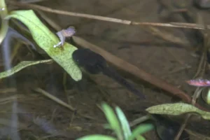 Pacific tree frog tadpole in a pond