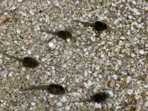 Red-spotted toad tadpoles in a shallow pond