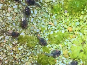 Red-spotted toad tadpoles in a shallow pond with algae