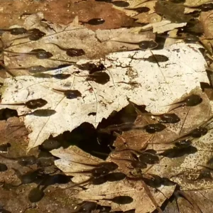 School of spring peeper tadpoles in a shallow pool