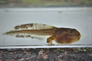 Side view of a spring peeper tadpole