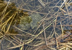 Spring peeper eggs in a shallow pond