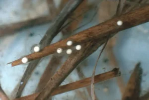 Spring peeper eggs laid along a stick