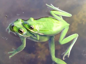 Two American green tree frogs in Amplexus