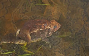 Two American toads laying eggs in shallow water
