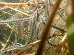 Western toad egg strands submerged in water