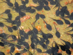 Woodhouse’s toad tadpoles