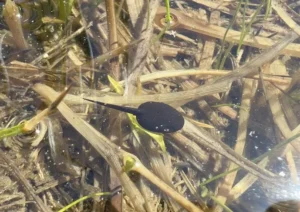 Yosemite Toad tadpole in a shallow pool