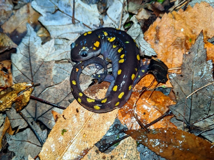 Are yellow spotted salamanders poisonous, dogs or cats