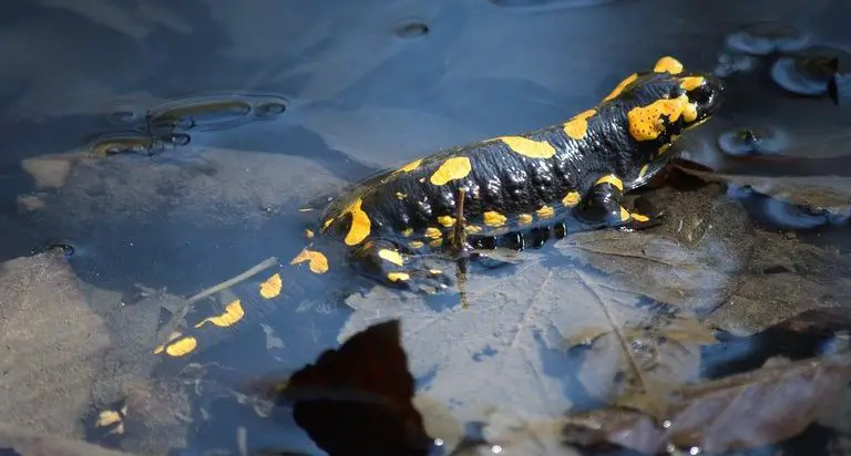 Fire salamander in water